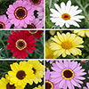 Argyranthemum Grandaisy Collection 