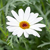 Argyranthemum Grandaisy Collection 