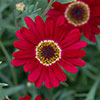 Argyranthemum Grandaisy Collection 