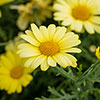 Argyranthemum Grandaisy Collection 