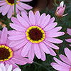 Argyranthemum Grandaisy Collection 