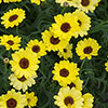 Argyranthemum Grandaisy Collection 