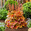 Heuchera Eternal Flame