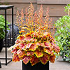 Heuchera Eternal Flame