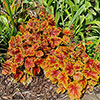 Heuchera Eternal Flame