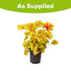 Heuchera Eternal Flame Heuchera Eternal Flame