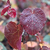 Cercis canadensis Merlot 