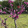 Cercis canadensis Merlot 