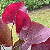 Cercis canadensis Merlot 