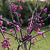 Cercis canadensis Merlot 