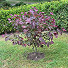 Cercis canadensis Merlot 
