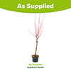 Flamingo Willow Standard Tree Flamingo Willow Standard Tree