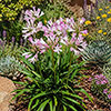 Agapanthus Blush Pink
