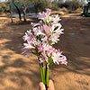 Agapanthus Blush Pink