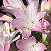 Agapanthus Blush Pink