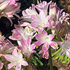 Agapanthus Blush Pink