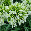 Agapanthus Emerald Ice Agapanthus Emerald Ice