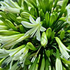 Agapanthus Emerald Ice Agapanthus Emerald Ice