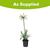 Agapanthus Emerald Ice Agapanthus Emerald Ice