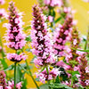 Agastache Beelicious Pink Agastache Beelicious Pink