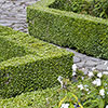 Box Hedging Pack