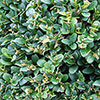 Box Hedging Pack