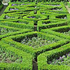 Box Hedging Pack