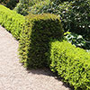 Box Hedging Pack