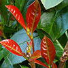 Cherry Laurel On Fire Cherry Laurel On Fire