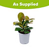 Cherry Laurel On Fire Cherry Laurel On Fire