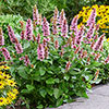 Agastache Beelicious Pink Agastache Beelicious Pink