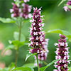 Agastache Beelicious Pink Agastache Beelicious Pink