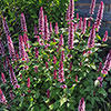 Agastache Beelicious Pink Agastache Beelicious Pink