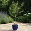 Almond Dulcis Tree Almond Dulcis Tree