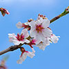 Almond Dulcis Tree Almond Dulcis Tree