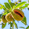 Almond Dulcis Tree Almond Dulcis Tree