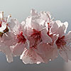 Almond Dulcis Tree Almond Dulcis Tree