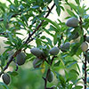 Almond Dulcis Tree Almond Dulcis Tree