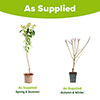 Almond Dulcis Tree Almond Dulcis Tree