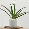 Aloe Vera Aloe Vera
