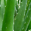 Aloe Vera Aloe Vera