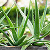 Aloe Vera Aloe Vera