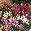Antirrhinum Antiquity Mixed Antirrhinum Antiquity Mixed