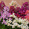 Antirrhinum Antiquity Mixed Antirrhinum Antiquity Mixed