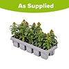 Antirrhinum Mini Butterflies Mix Antirrhinum Mini Butterflies Mix