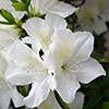 Azalea Encore Azalea Encore