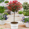 Photinia Carre Rouge Standard Trees
