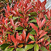 Photinia Carre Rouge Standard Trees