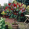 Photinia Carre Rouge Standard Trees
