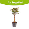 Photinia Carre Rouge Standard Trees